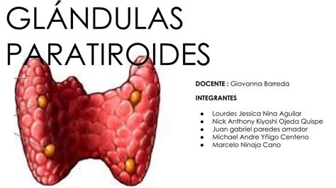 glandula paratiroides-4